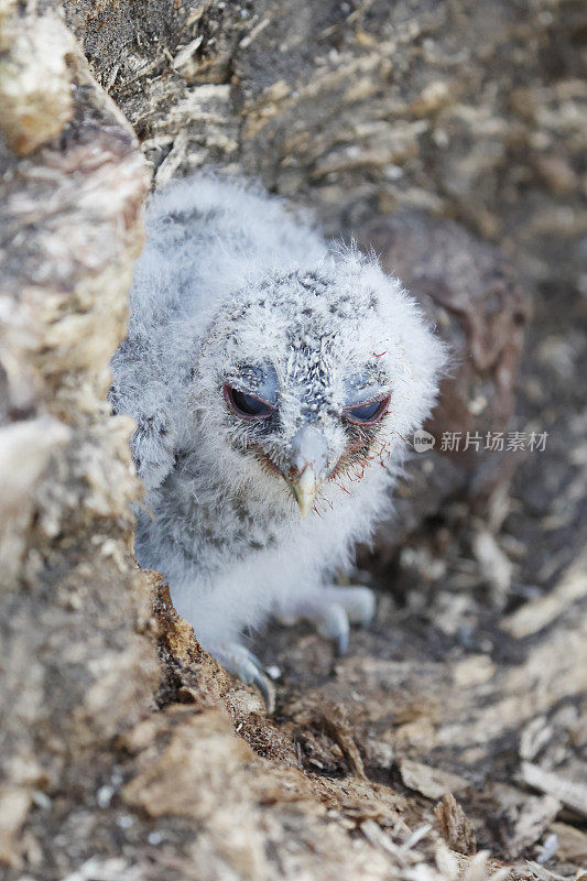 黄褐色猫头鹰(Strix aluco)年轻的鸟